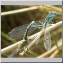 Cercion lindenii - Pokal-Azurjungfer 04.jpg